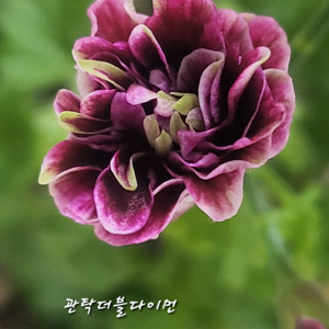 제라늄. 관탁더블다이먼