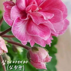 제라늄.택포가.심왕관(심디아데마)