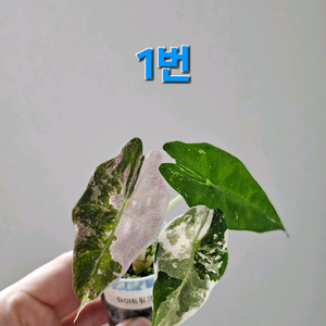 아마조니카 화이트핑크바리에가타 거북바리 화핑거북