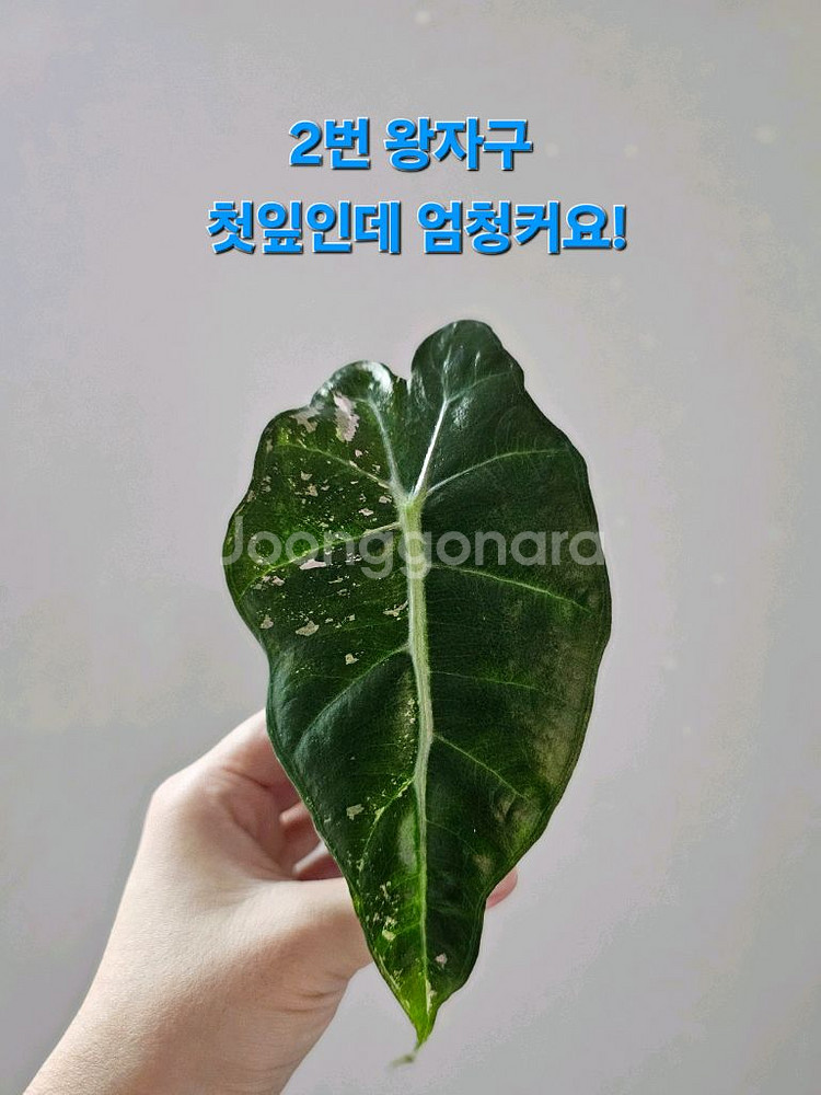 알로카시아 스테인글라스 풀민트--1