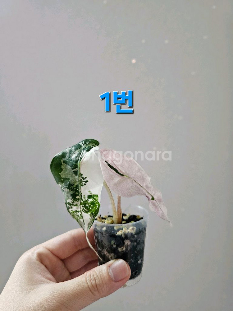 알로카시아 스테인글라스 풀민트--0