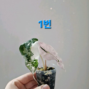 알로카시아 스테인글라스 풀민트