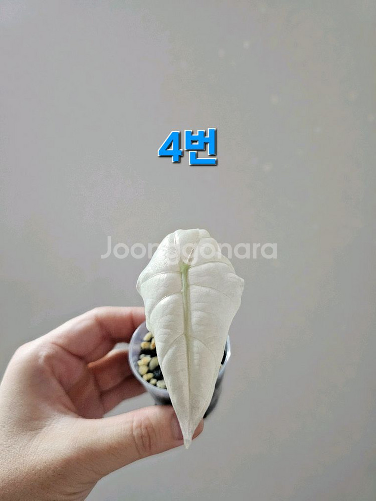 알로카시아 스테인글라스 풀민트--3