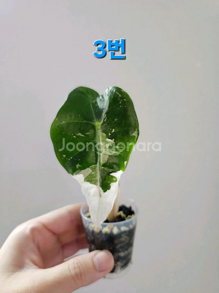 알로카시아 스테인글라스 풀민트--2