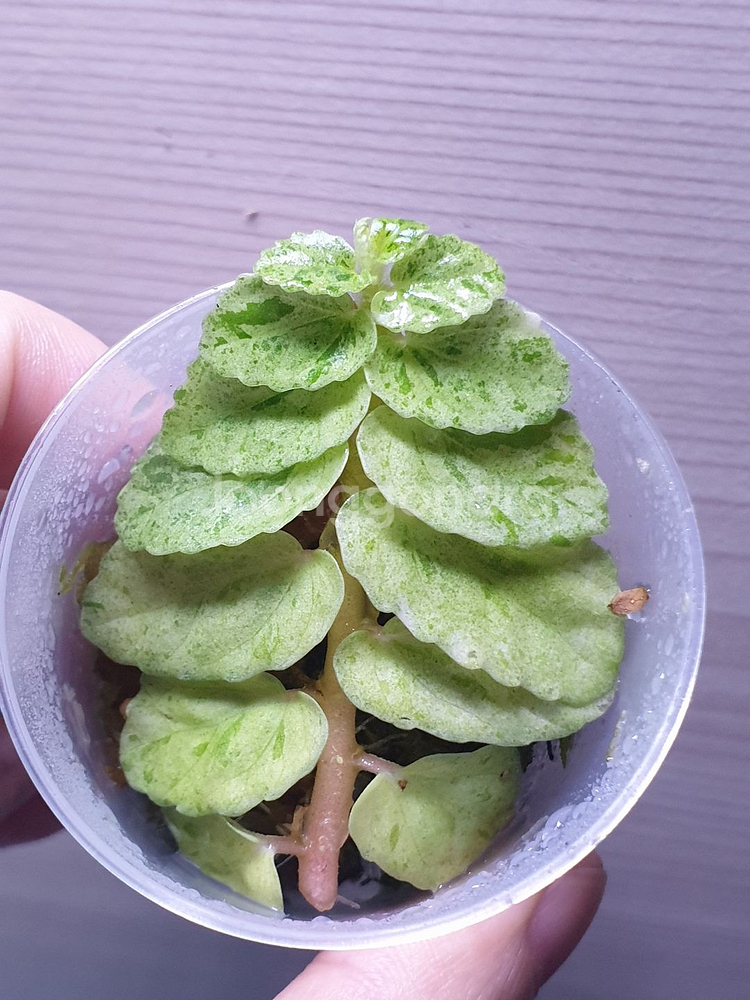 펠리오니아 리펜스 바리에가타--0
