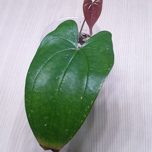 디오스코레아 픽셀 핑크