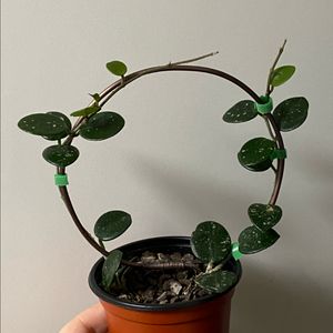 호야 마틸드