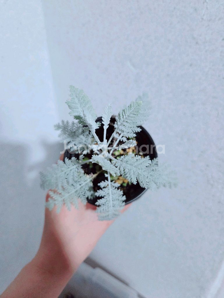 실버레이스--0
