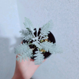 실버레이스