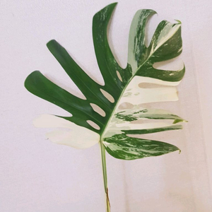 몬스테라 알보 보르시지아나 SSS급