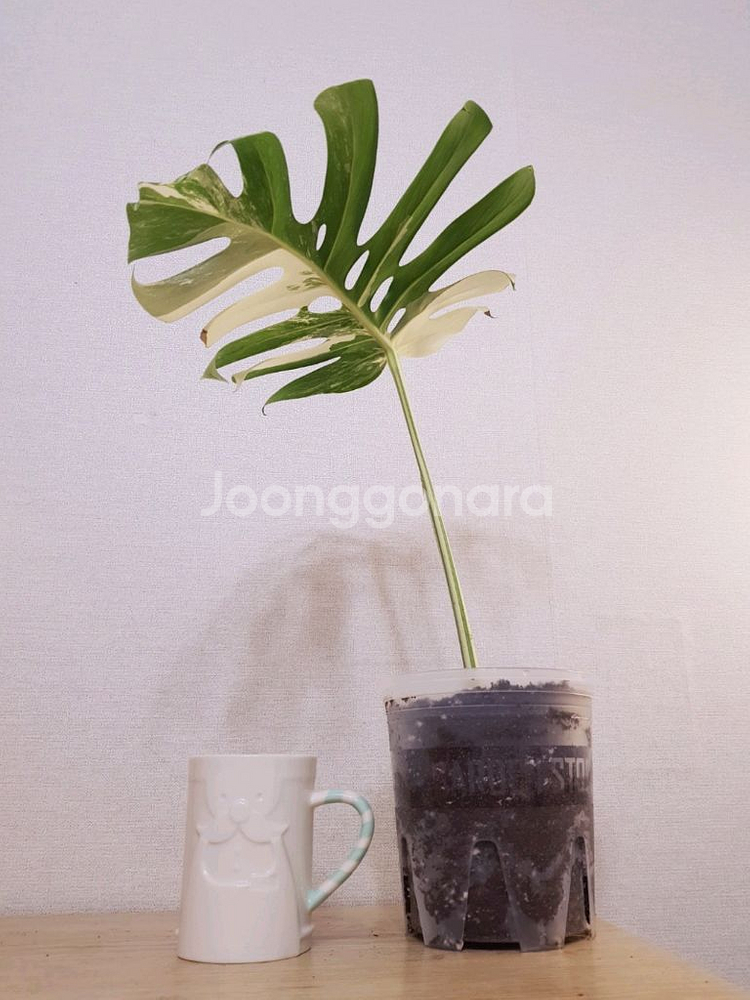 몬스테라 알보 보르시지아나 SSS급--4