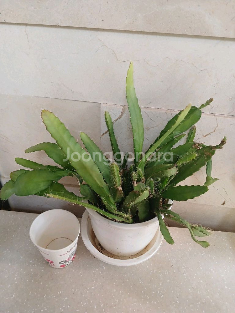 공작선인장 분홍꽃--0