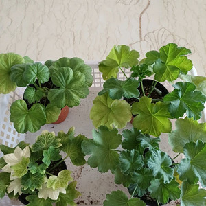 다이야몬드플래셔와 제라늄3종