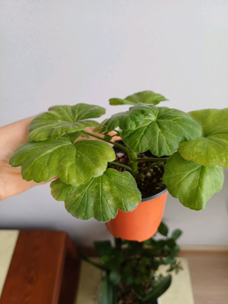 다이야몬드플래셔와 제라늄3종--3