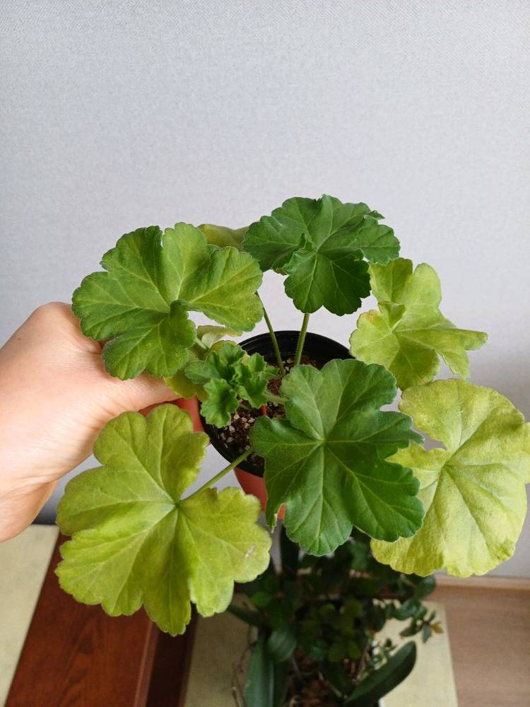 다이야몬드플래셔와 제라늄3종--2