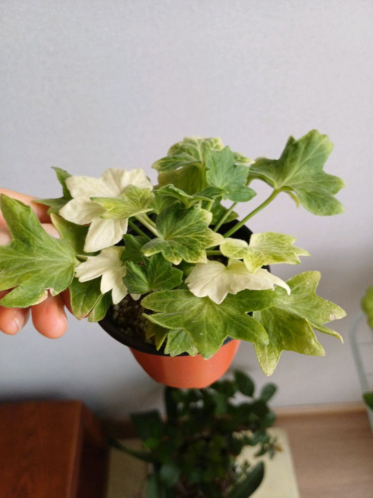 다이야몬드플래셔와 제라늄3종--4