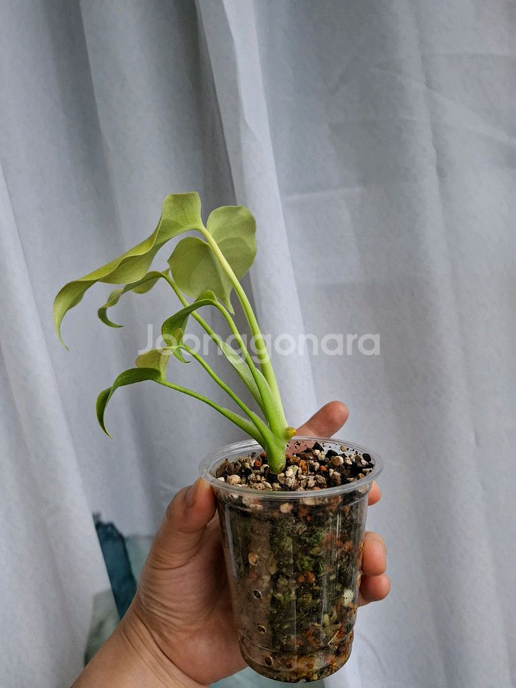 몬스테라 델리시오사 골드 프릴--1