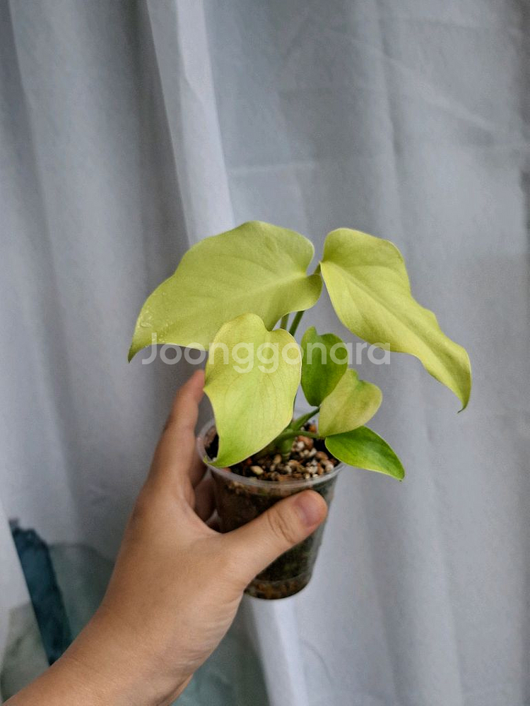 몬스테라 델리시오사 골드 프릴--0