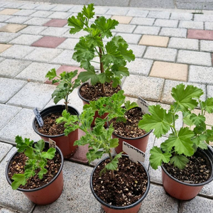 리갈계서프라이즈 제라늄 화분