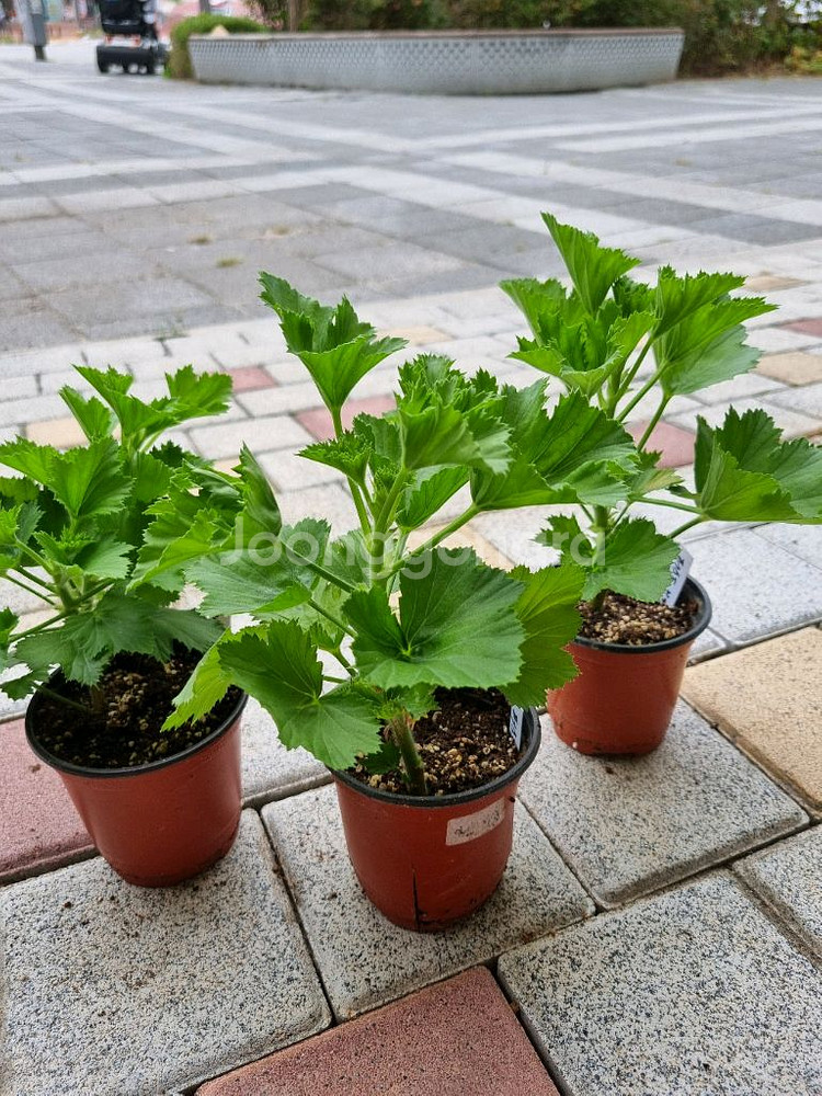 리갈제라늄 제라늄 페스트브러쉬 식물--0