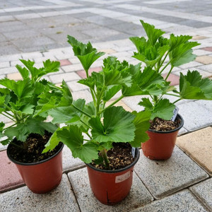 리갈제라늄 제라늄 페스트브러쉬 식물