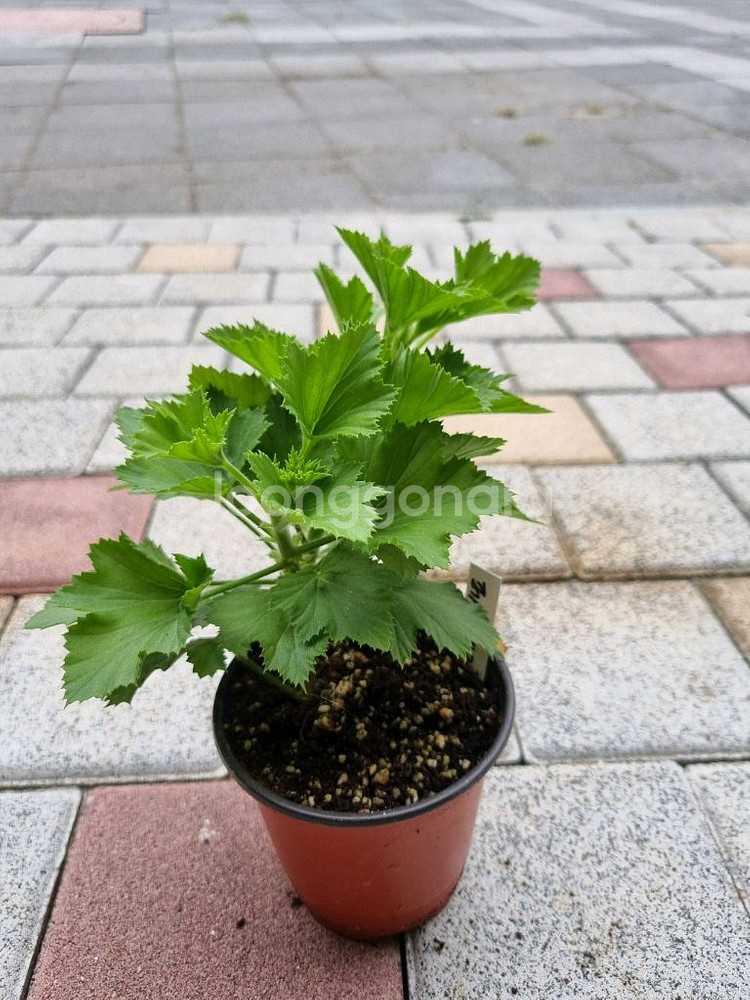 리갈제라늄 제라늄 페스트브러쉬 식물--1