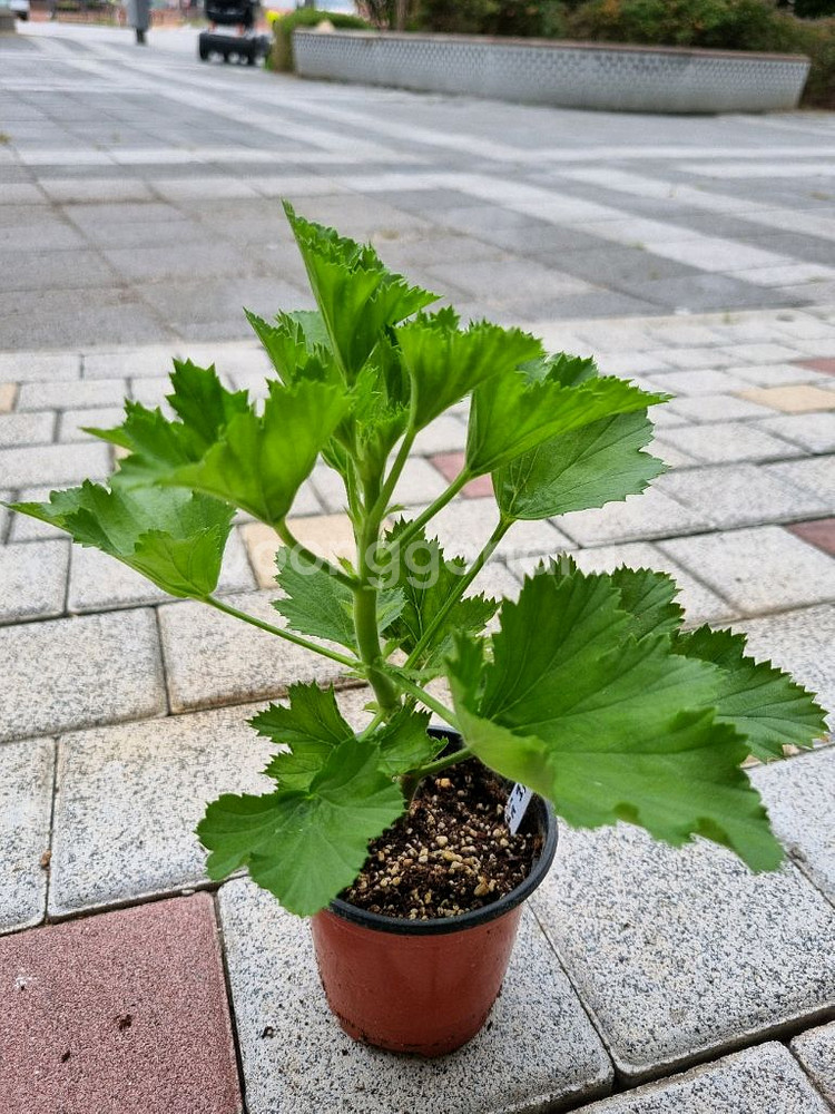 리갈제라늄 제라늄 페스트브러쉬 식물--2