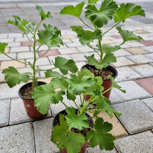 리갈제라늄 제라늄 바이올렛 식물