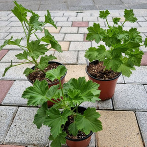 리갈제라늄 제라늄 노비타클래식코랄 식물