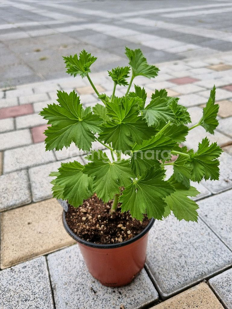 리갈제라늄 제라늄 노비타클래식코랄 식물--1