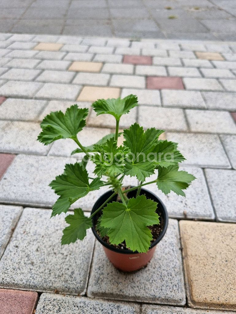 리갈제라늄 제라늄 노비타클래식코랄 식물--3