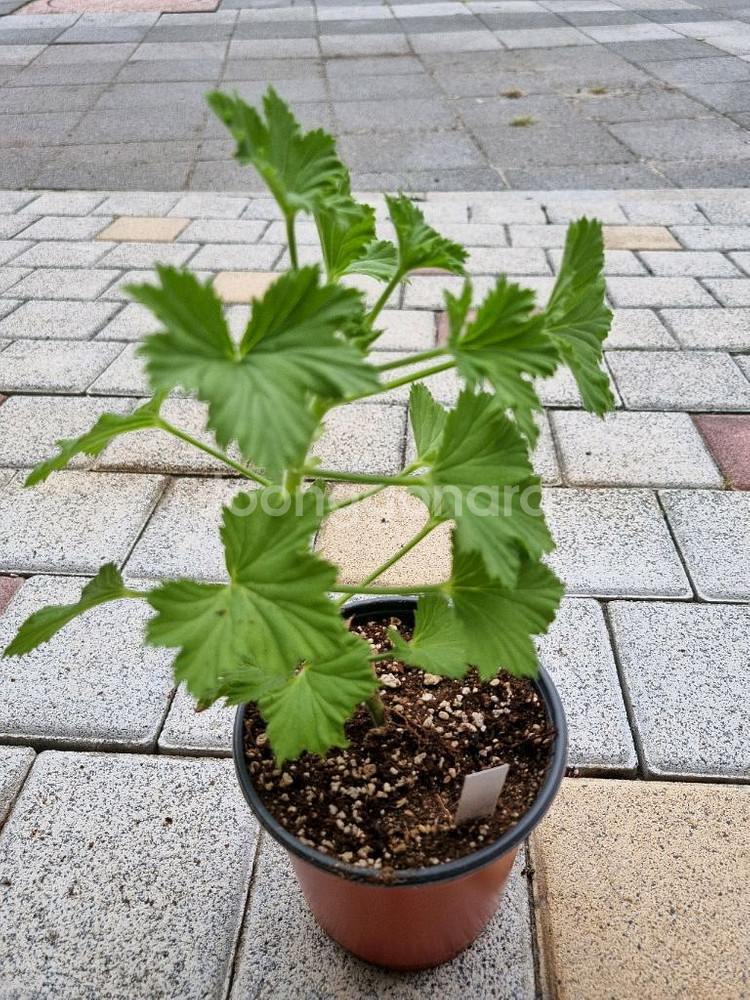 리갈제라늄 제라늄 노비타클래식코랄 식물--2