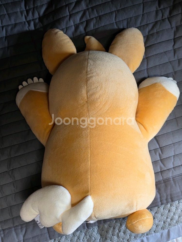 포켓몬 빠모트 공식 인형--1