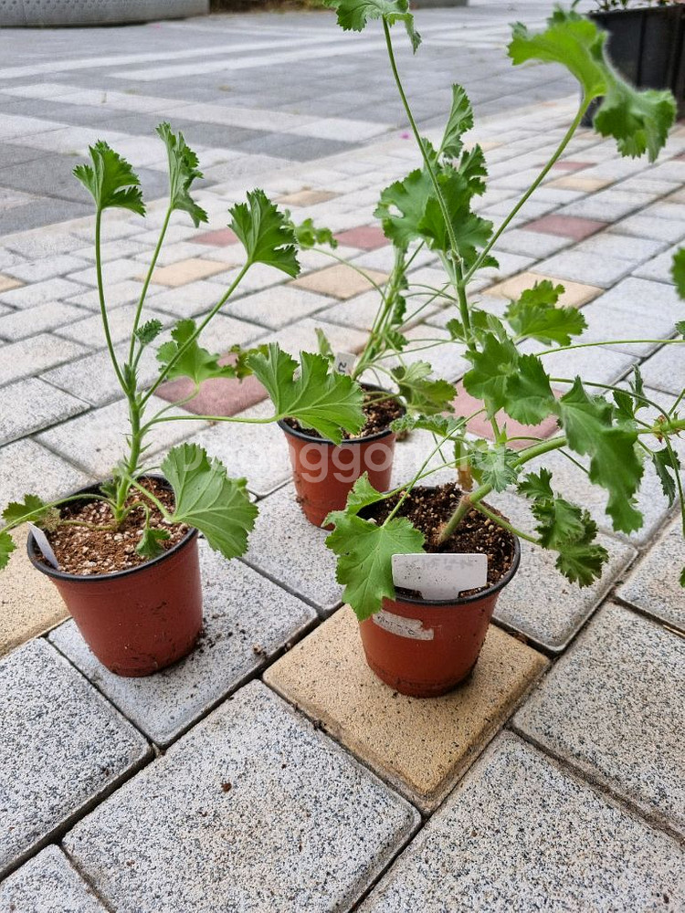 제라늄 리갈제라늄 라임제라 식물--0