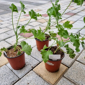 제라늄 리갈제라늄 라임제라 식물