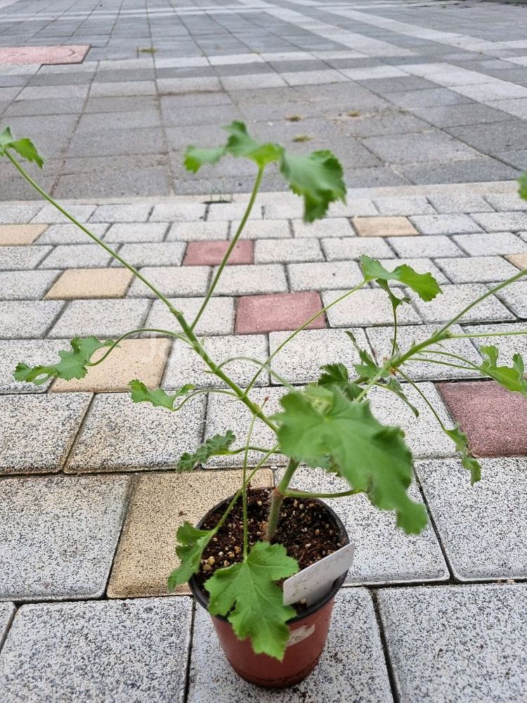 제라늄 리갈제라늄 라임제라 식물--2