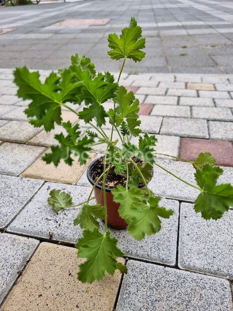 제라늄 리갈제라늄 라임제라 식물--3