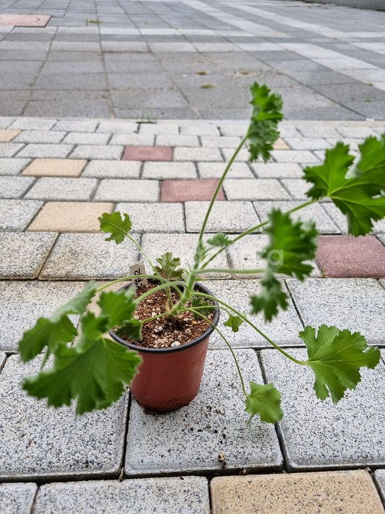 제라늄 리갈제라늄 라임제라 식물--1