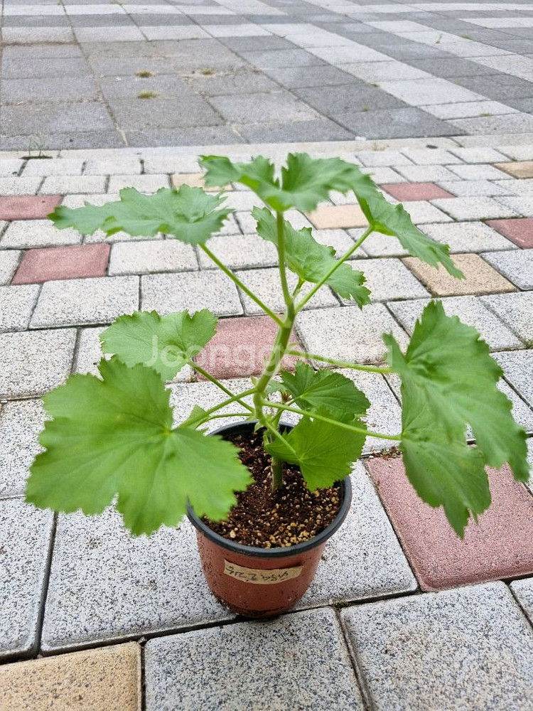 리갈제라늄 제라늄 퍼스트브러쉬 식물--1