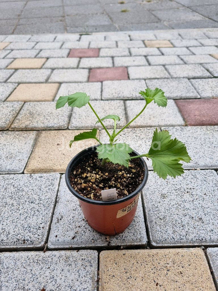 리갈제라늄 제라늄 퍼스트브러쉬 식물--3