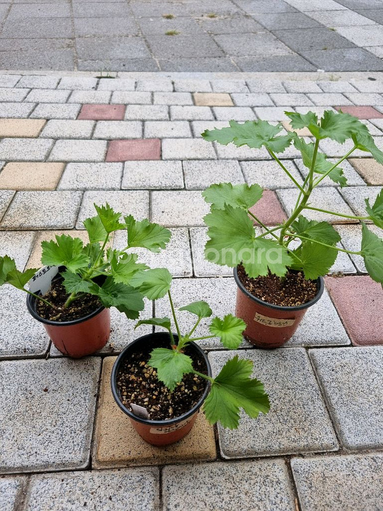 리갈제라늄 제라늄 퍼스트브러쉬 식물--0