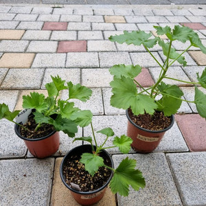 리갈제라늄 제라늄 퍼스트브러쉬 식물