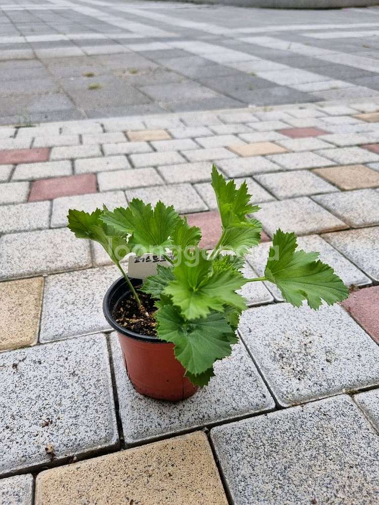 리갈제라늄 제라늄 퍼스트브러쉬 식물--2