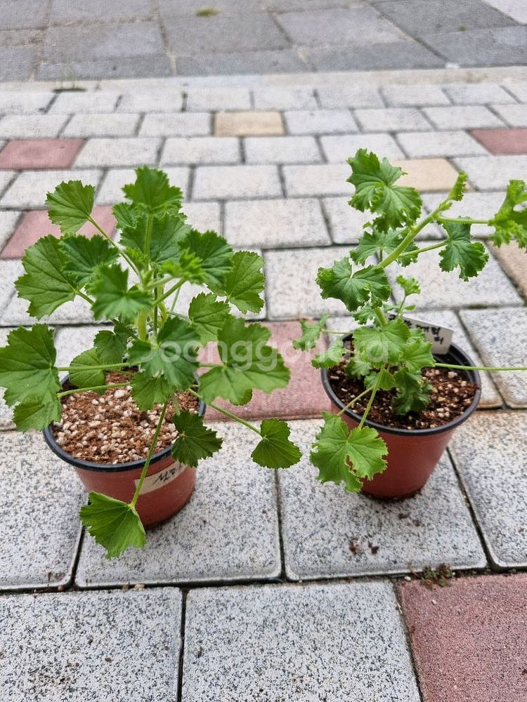 리갈제라늄 제라늄 콴탁메티 식물--0