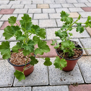 리갈제라늄 제라늄 콴탁메티 식물