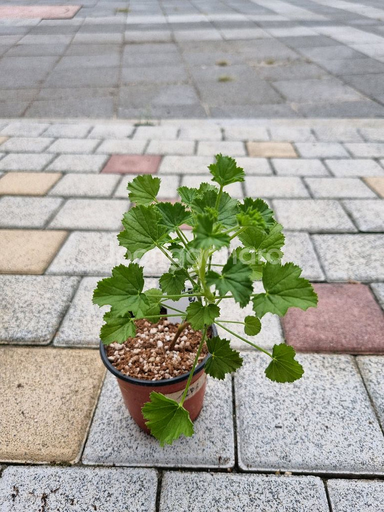 리갈제라늄 제라늄 콴탁메티 식물--2