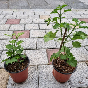 제라늄 리갈제라늄 #캔디플레이어 캔디플레이어 식물