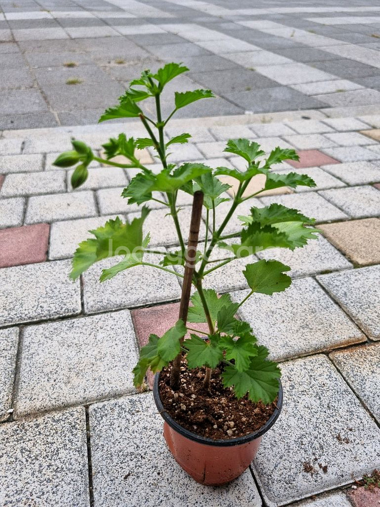 제라늄 리갈제라늄 #캔디플레이어 캔디플레이어 식물--2