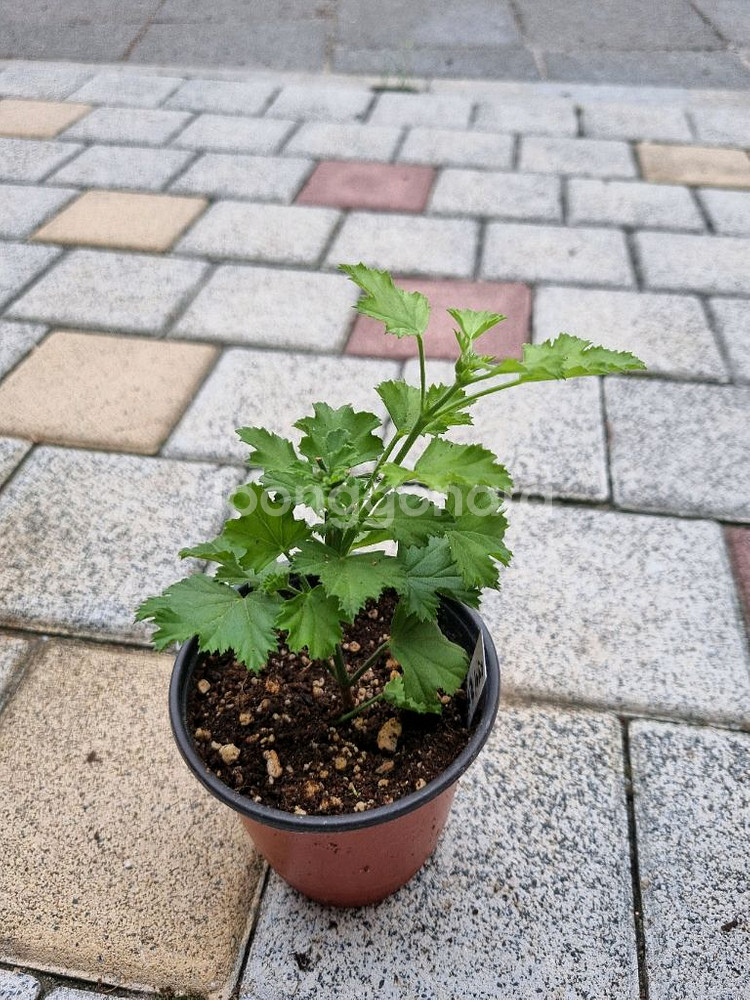 제라늄 리갈제라늄 #캔디플레이어 캔디플레이어 식물--1