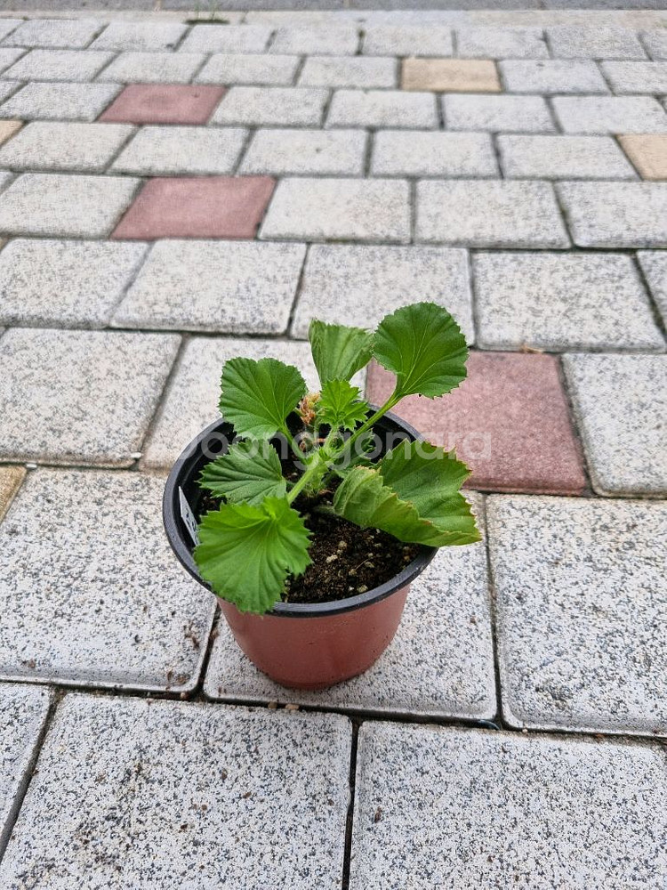 리갈제라늄 제라늄 조안모프 #조안모프 식물--0